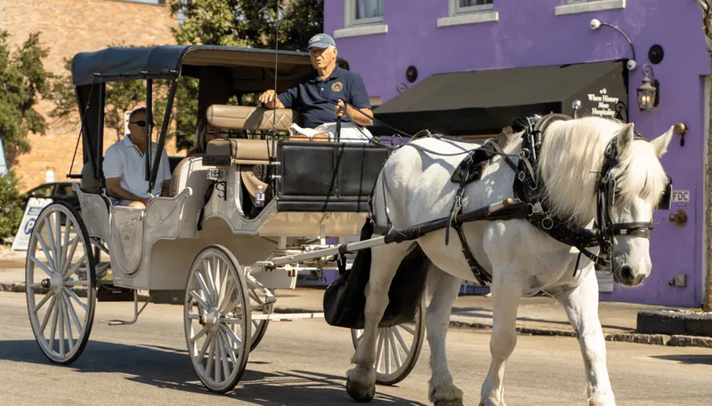 Charleston, SC: Private Daytime Horse-Drawn Carriage Ride