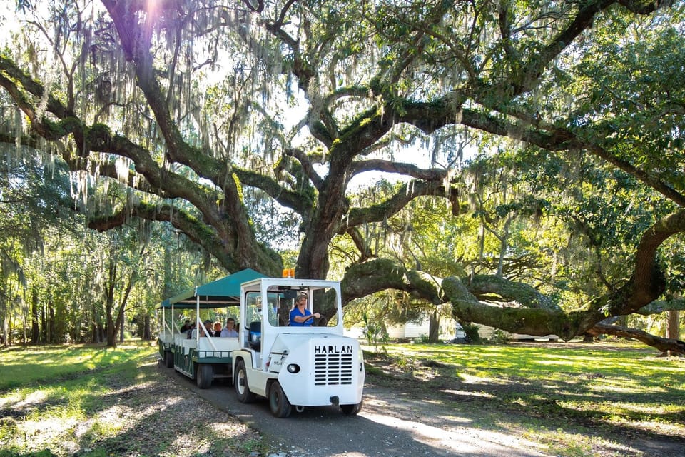 Charleston: Magnolia Plantation & Gardens Guided Tour
